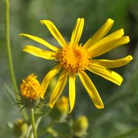 Threadleaf Ragwort, Senecio flaccidus var. flaccidus